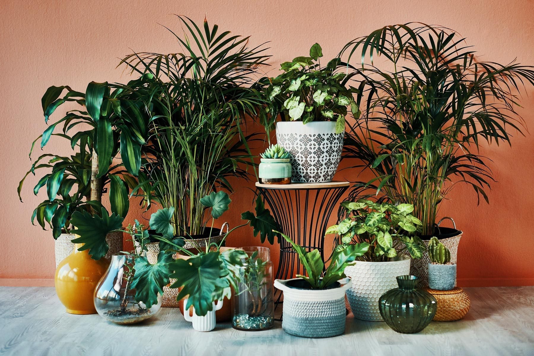 Decoding the Popularity of the Happy Plant Among Plant Lovers