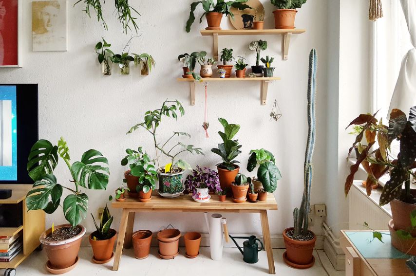 Companion Plants to Pair with Your Happy Plant