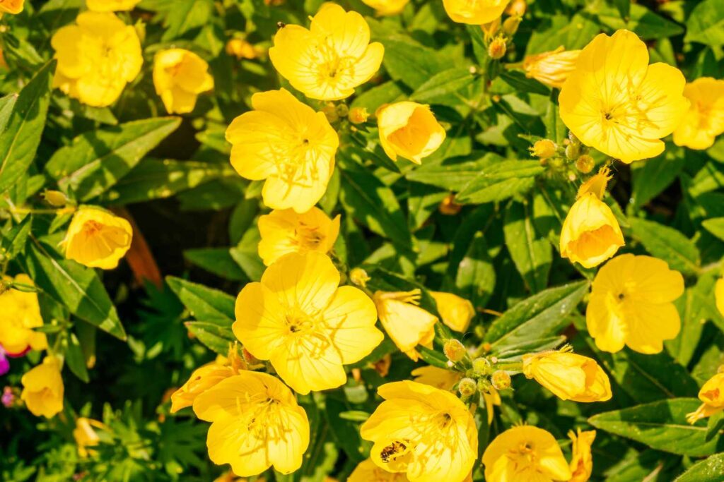 Yellow Flowers