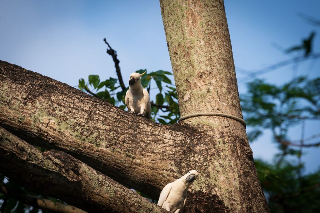 Tree Removal in Sydney