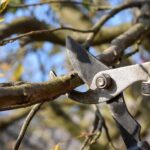Navigating the Seasons: A Year-Round Approach to Effective Tree Pruning